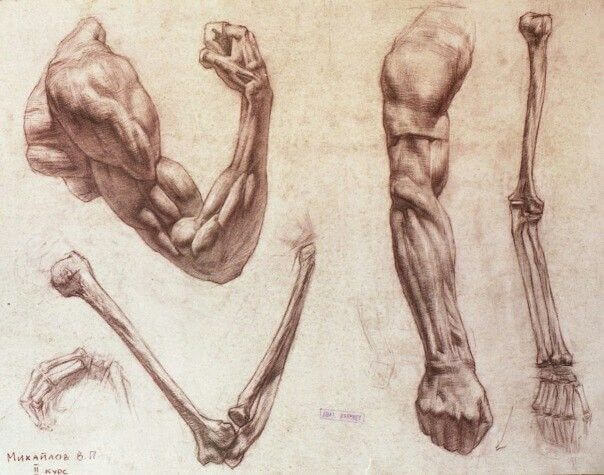 Анатомический рисунок